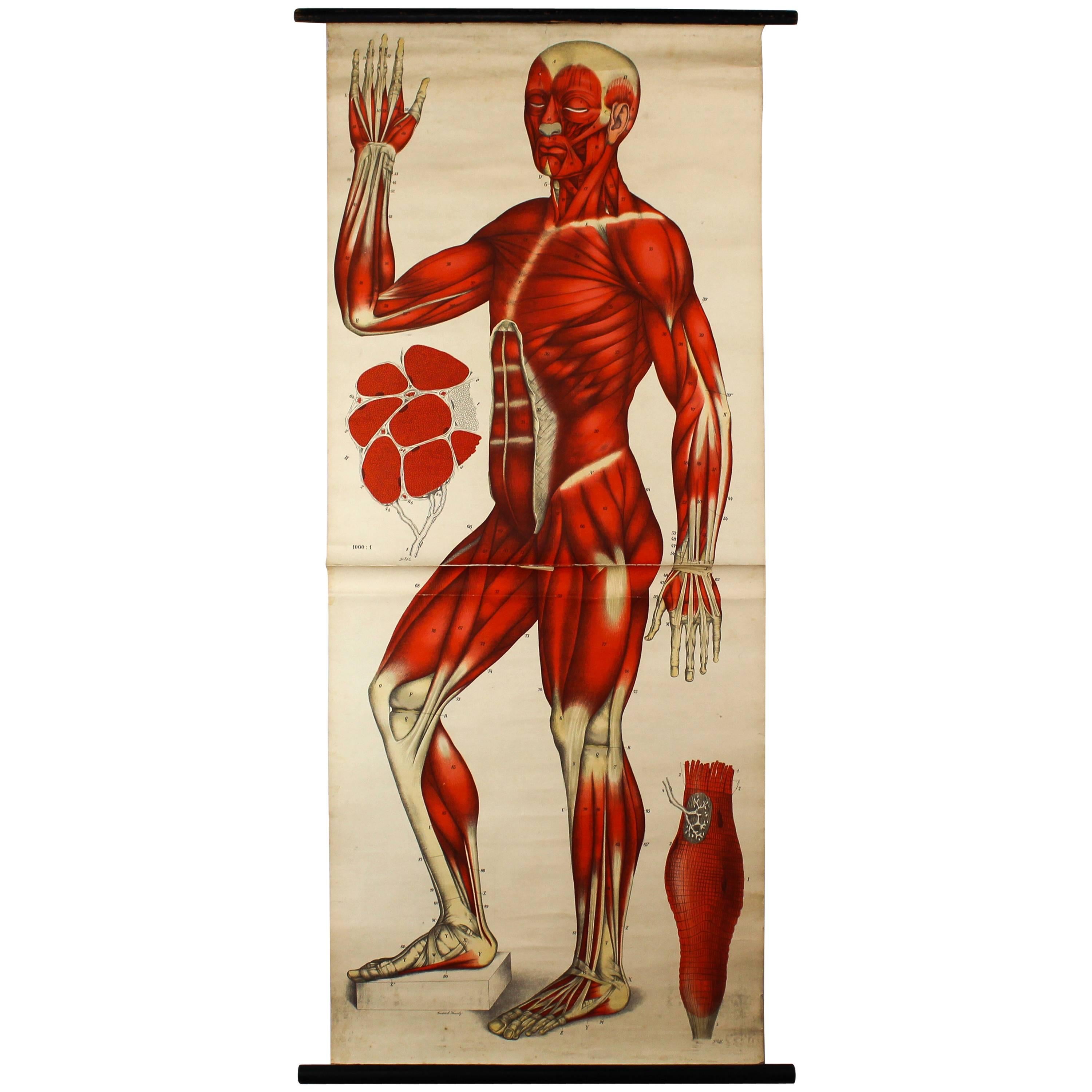 Antique Anatomical Wall Chart, circa 1900, Fiedler & Hoelemann, Muscular System