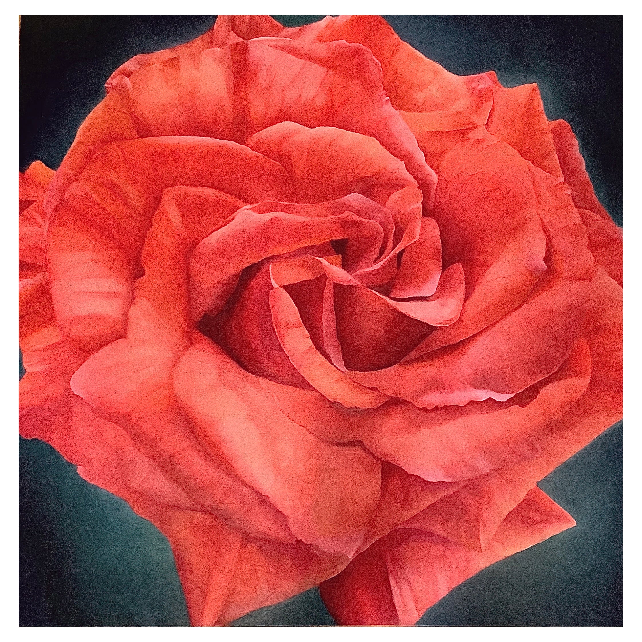 Framed Oil on Canvas "Corinna" - Salmon Color Rose by Shelly Gurton