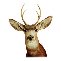 Used Deer Portrait  by Tasha Ostrander 