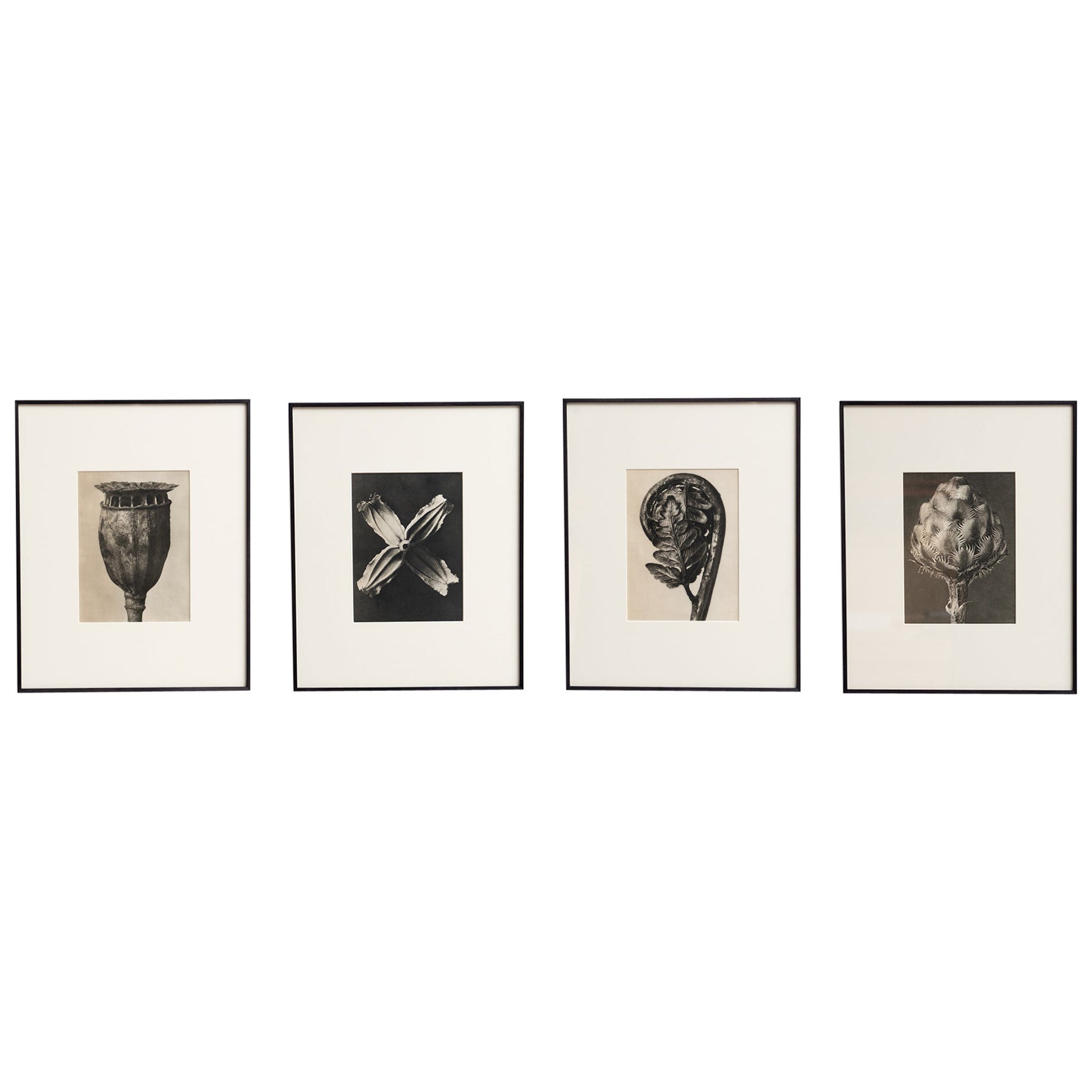 Set of Four Karl Blossfeldt Framed Photogravures: Nature's Elegance (1942) For Sale