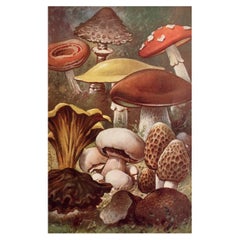 Original Vintage Druck von Pilzen, um 1900