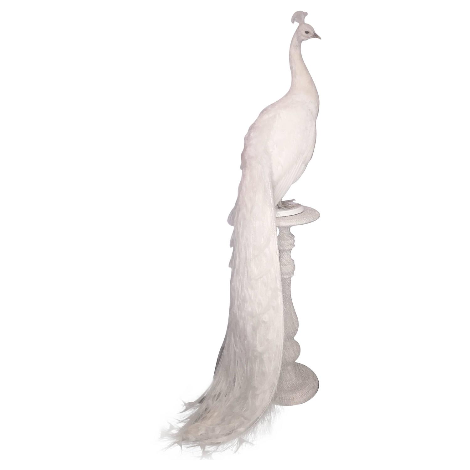 stuffed white peacock