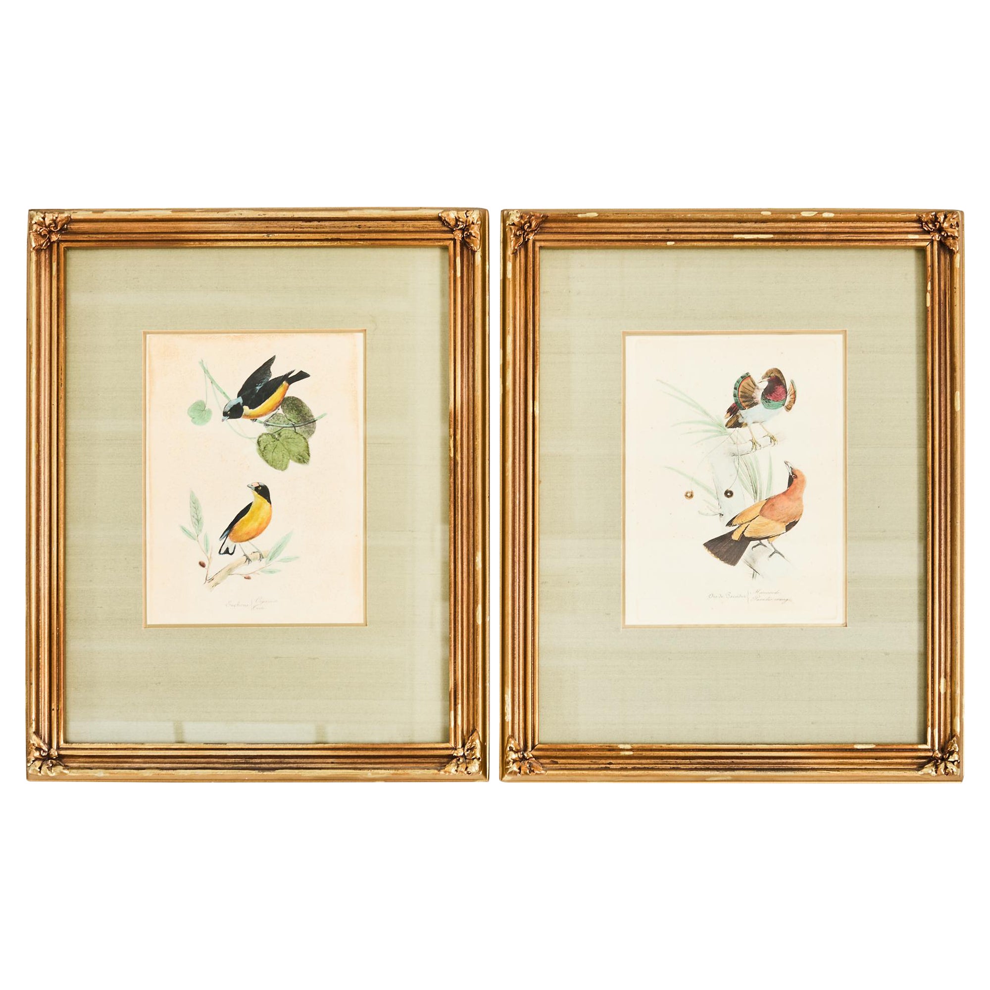 Coppia di stampe ornitologiche di uccelli colorate a mano con cornice in vendita
