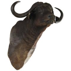 Vintage Large Black Water Buffalo Taxidermy