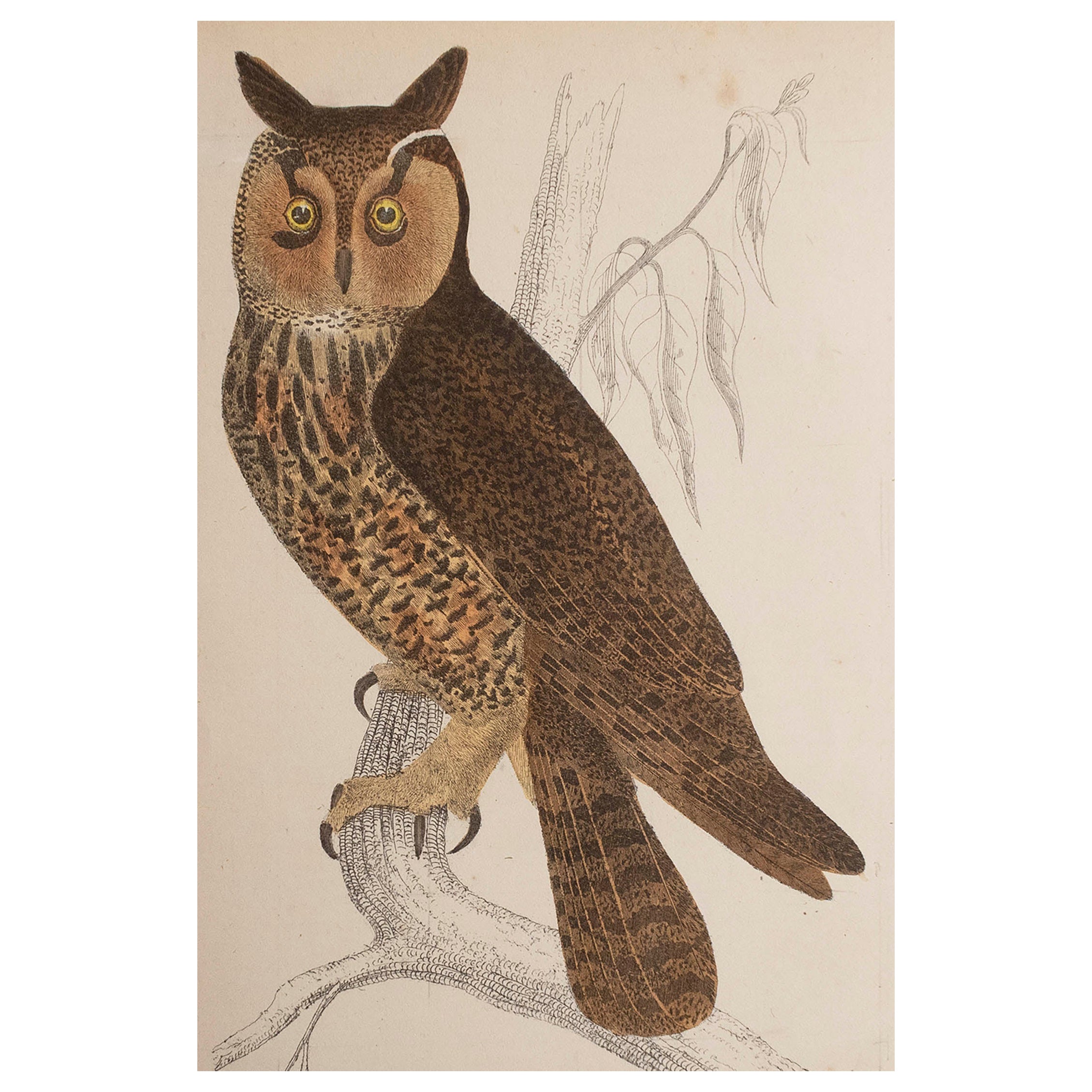 Original Antique Print of an Owl, 1847 'Unframed' For Sale