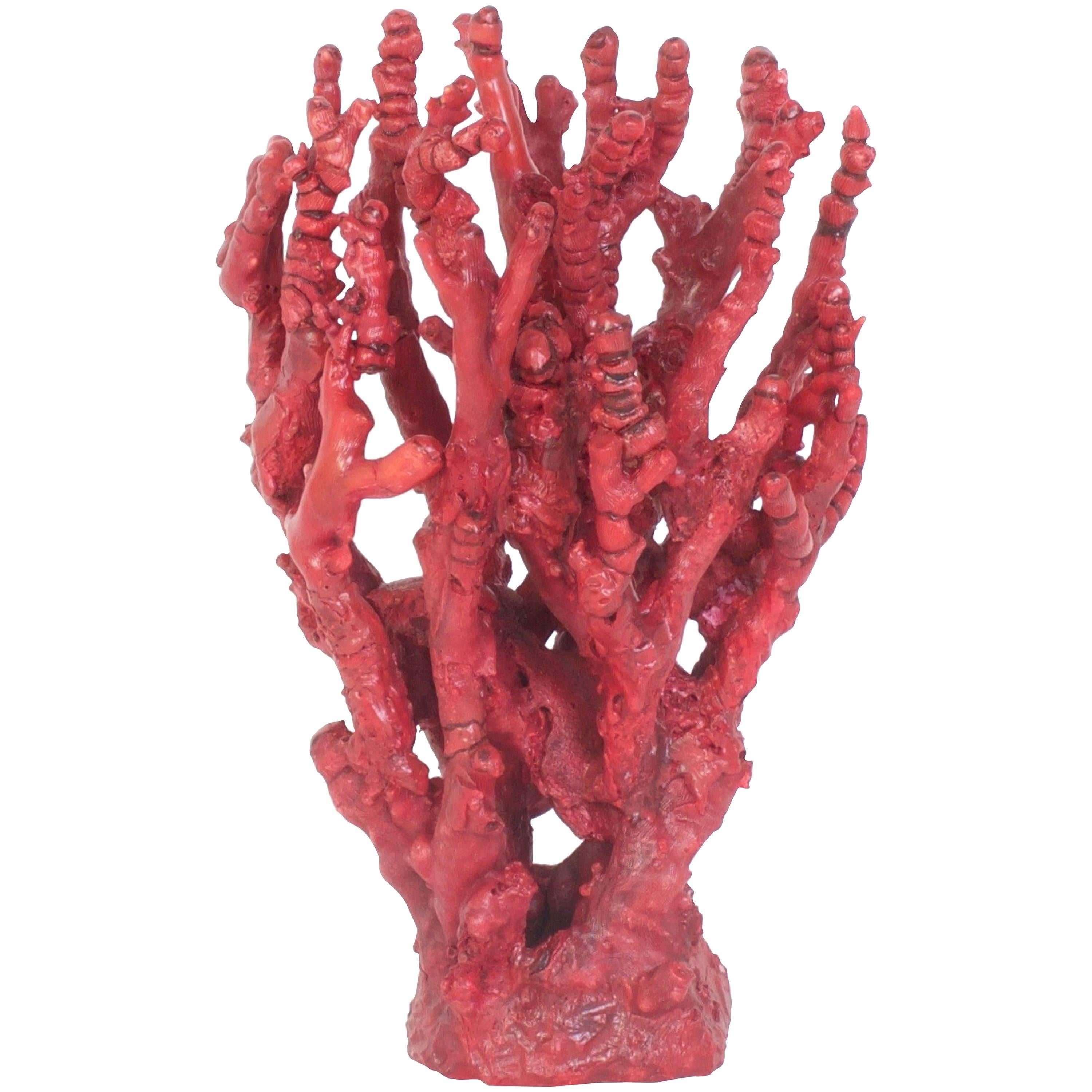 Red Bamboo Coral Sculpture on Lucite
