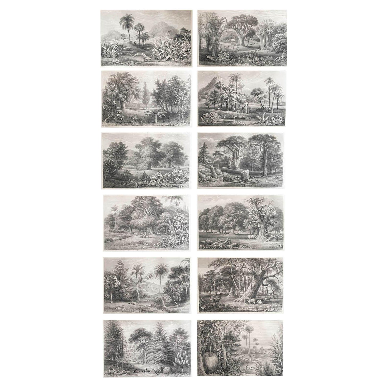 Ensemble de 12 estampes anciennes originales de arbres. C.1870