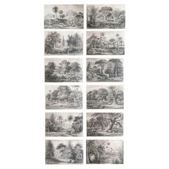 Set of 12 Original Antique Prints of Trees. C.1870