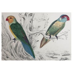 Original Antiker Druck von Papageien, um 1850, ungerahmt