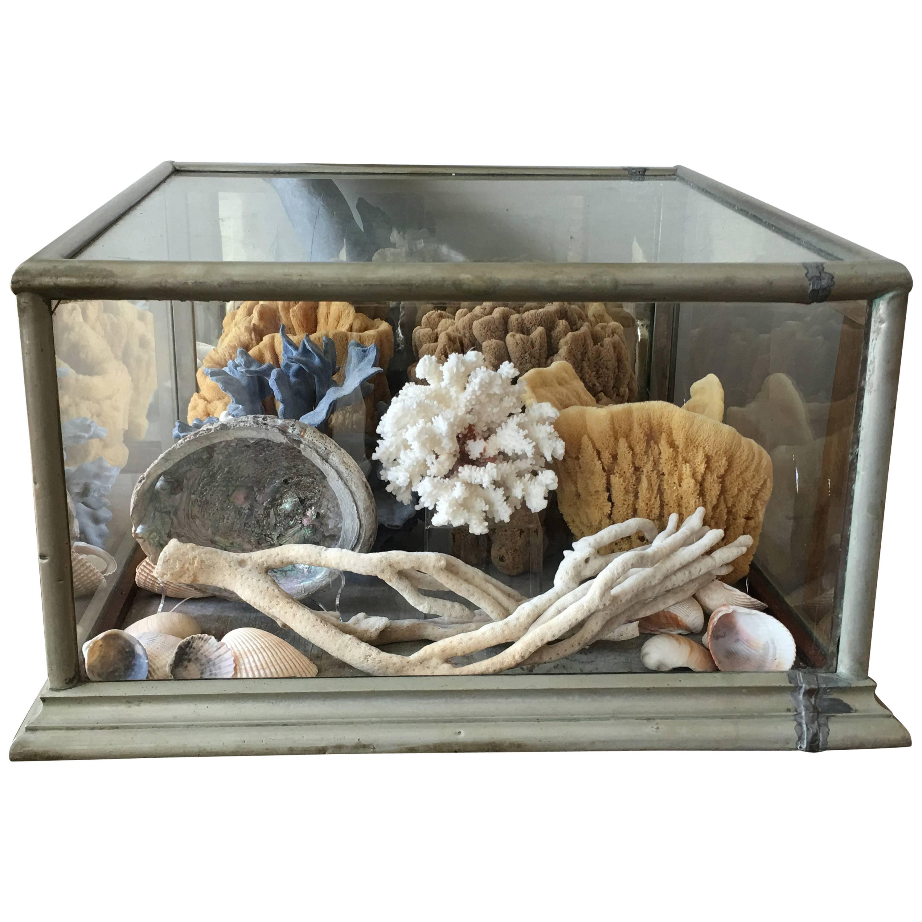 Large 19th Century Display Case Filled with Sponges and Coral