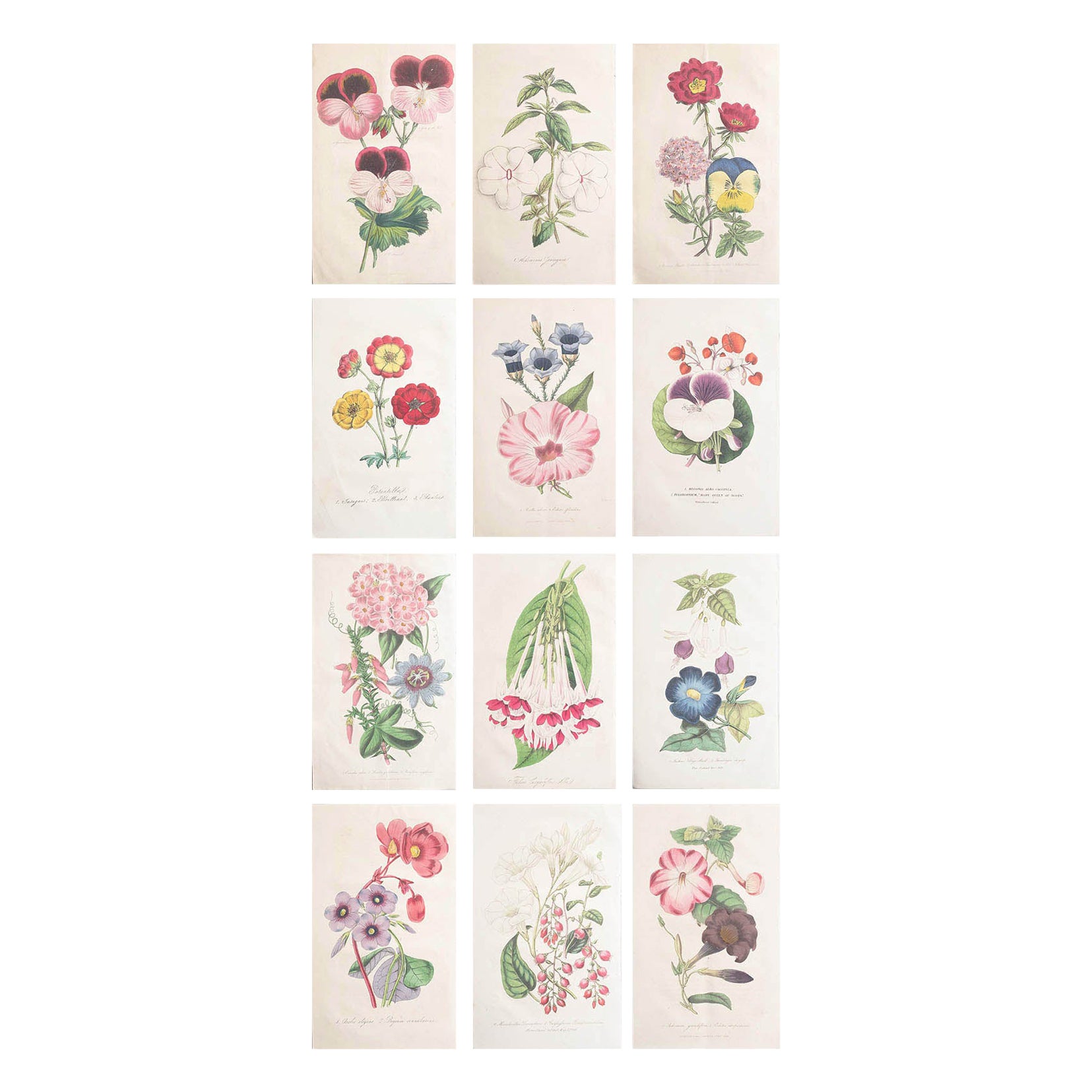 Set von 12 originalen antiken botanischen Drucken, um 1840