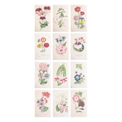 Set of 12 Original Vintage Botanical Prints, circa 1840