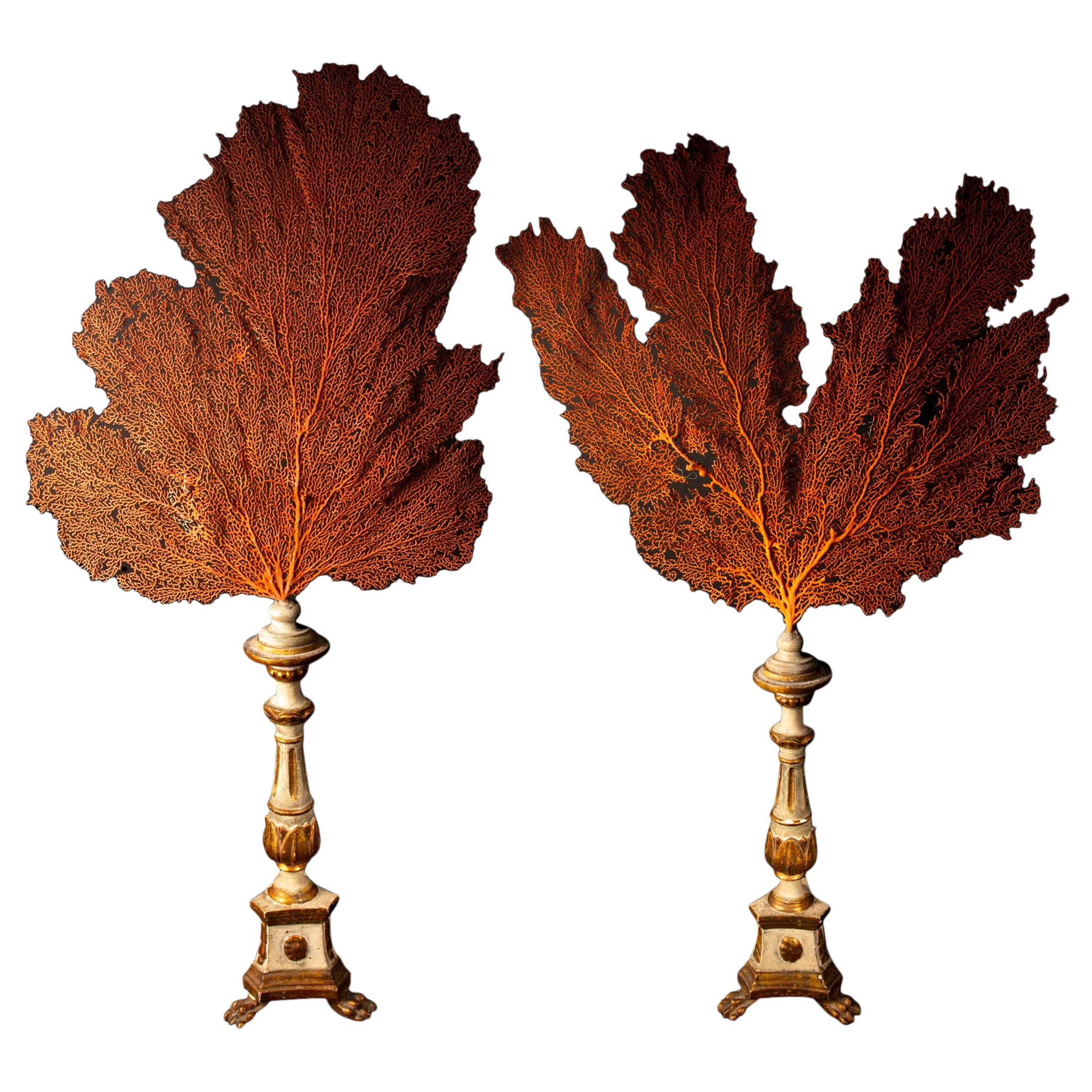 Pair of Seafans Mounted on a 19th Century Italian Gilt and Painted Bases For Sale