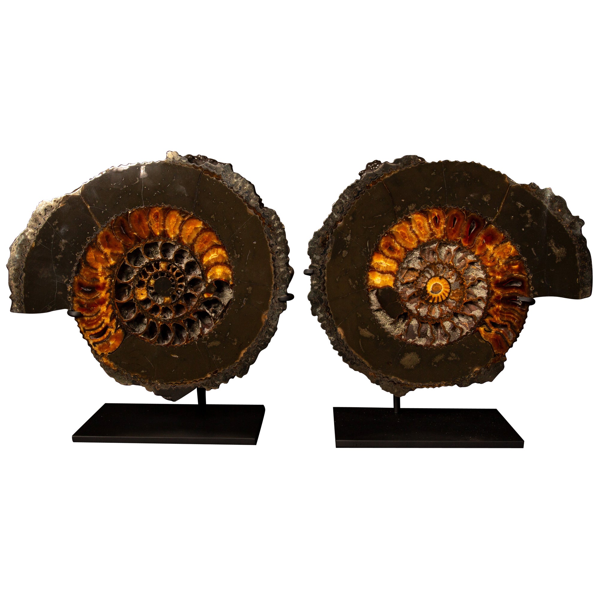 Exquisite Pyritized Ammonite Pair (Speetoniceras sp.) - Custom Mounted Display For Sale