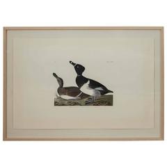 Audubon Print "Ring Neck Duck" with Light Wood Frame