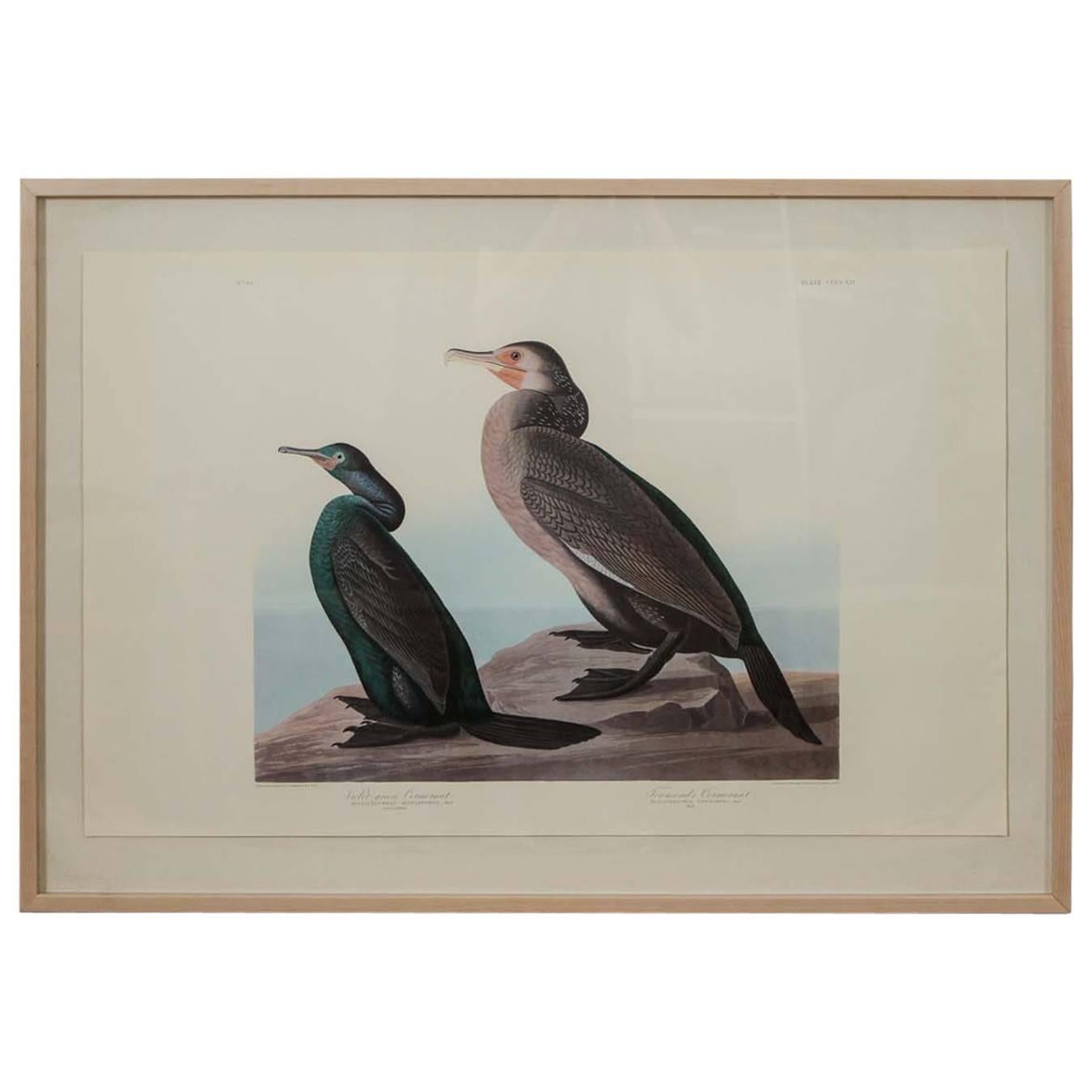 Audubon Print "Female in Winter" with Light Wood Frame