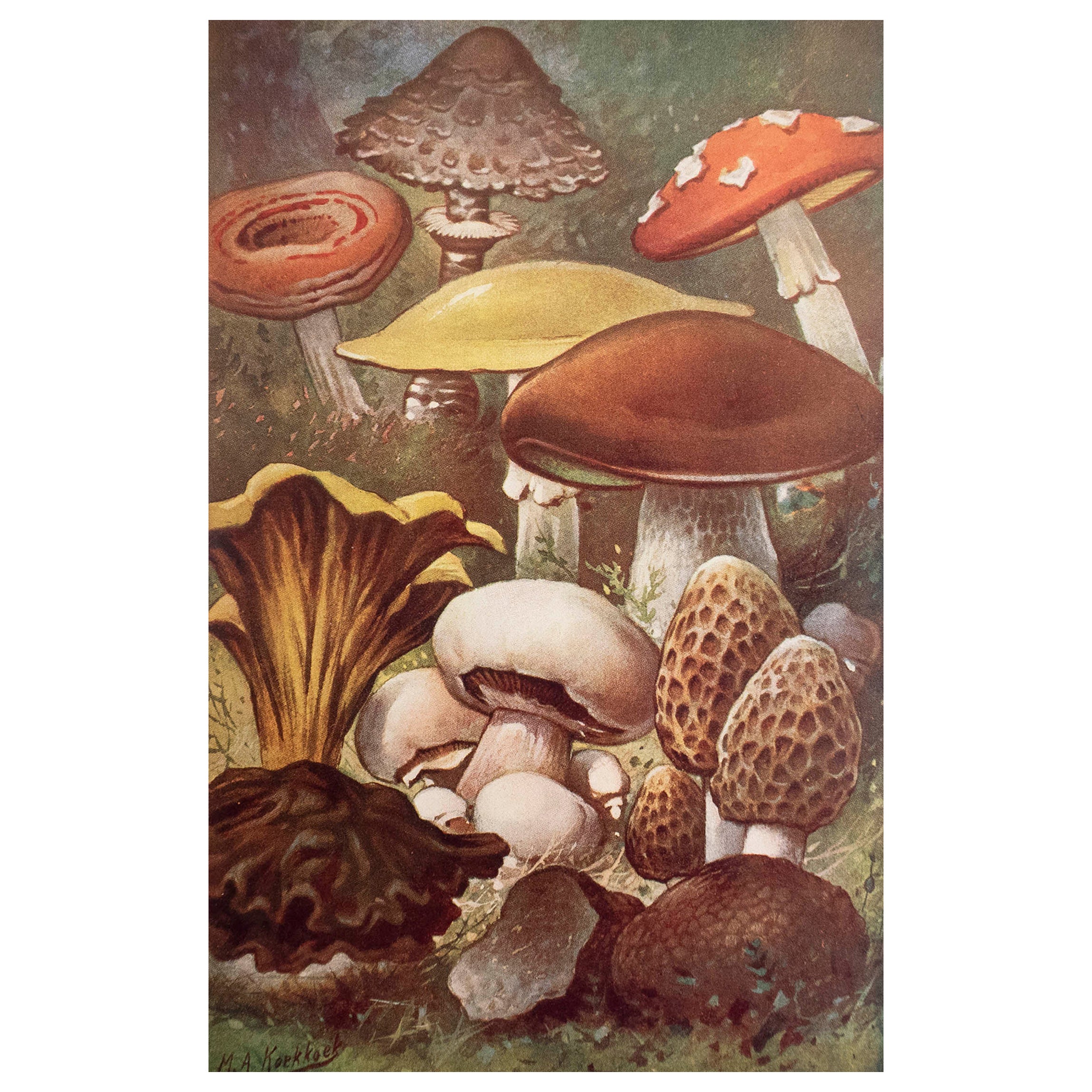 Original Vintage Print of Mushrooms, circa 1900 For Sale