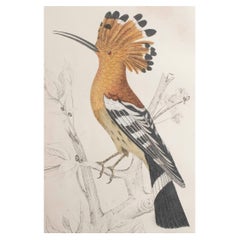 Original Antiker Druck eines Hoopoes, 1847, ungerahmt