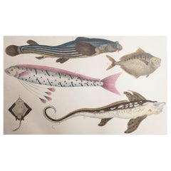 Original Antique Print of Fish, 1847 Unframed