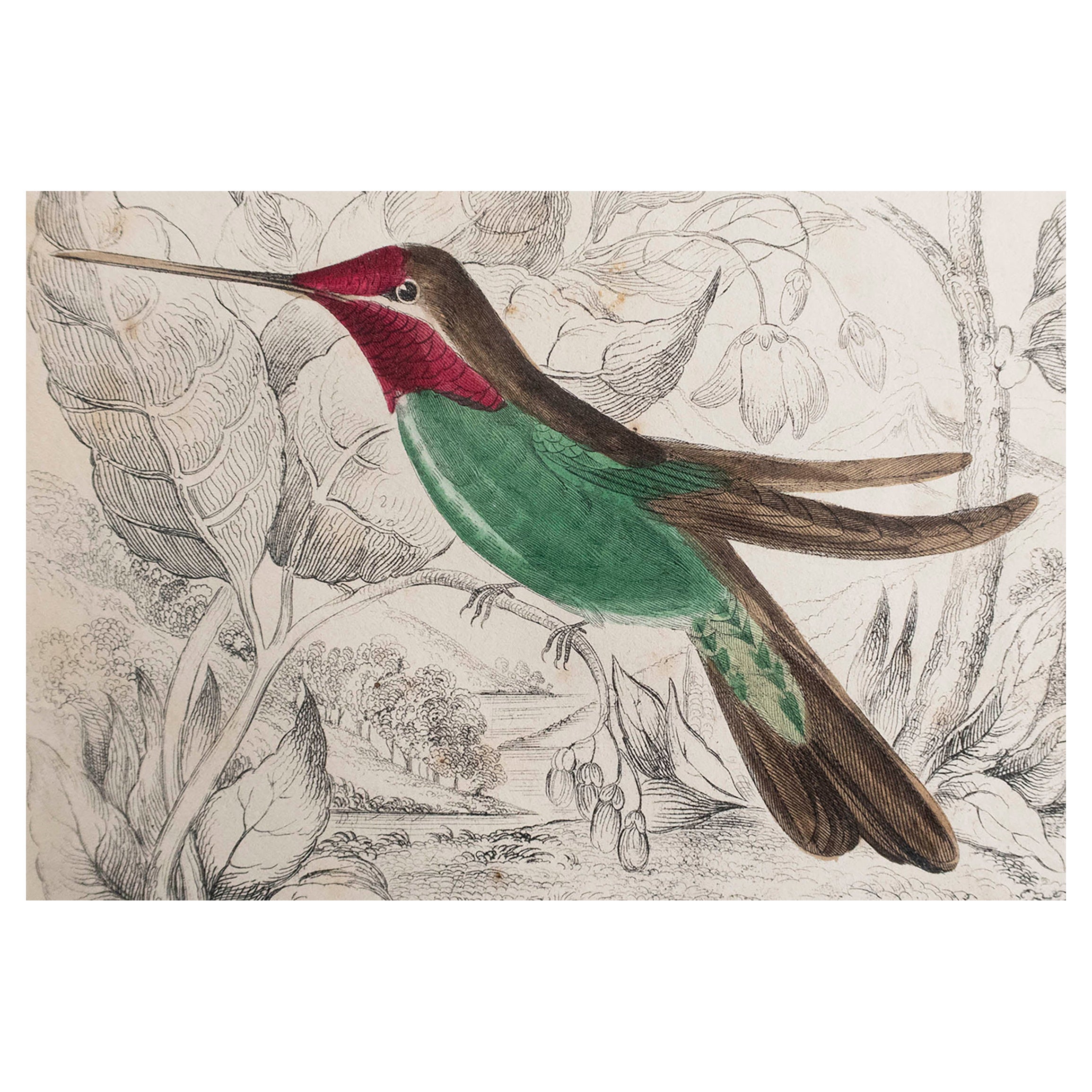 Original Antique Print of a Hummingbird, 1847 'Unframed' For Sale