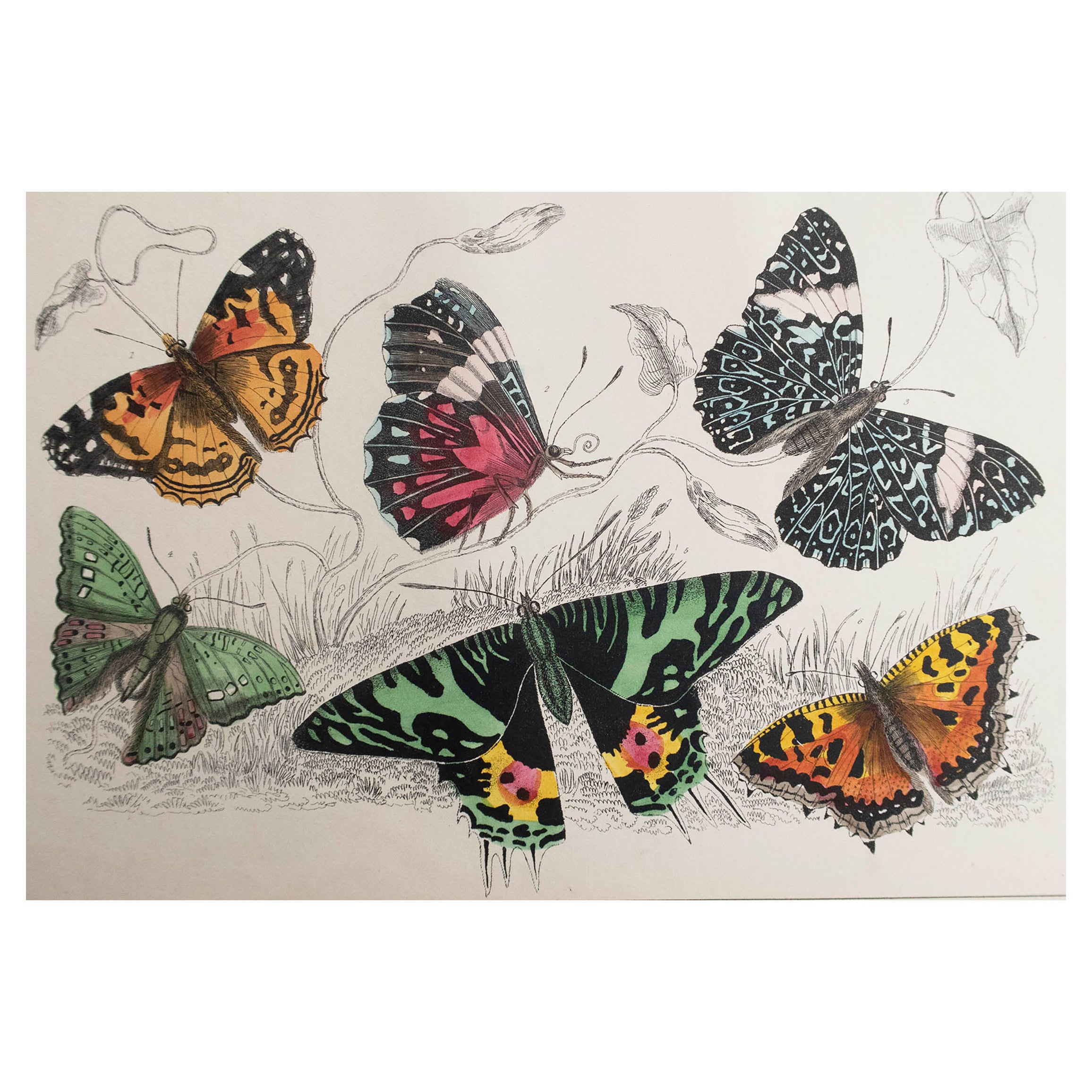 Original Antique Print of Butterflies, 1847, Unframed For Sale