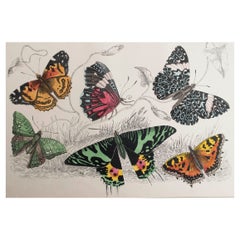 Impression ancienne originale de papillons, 1847, non encadrée