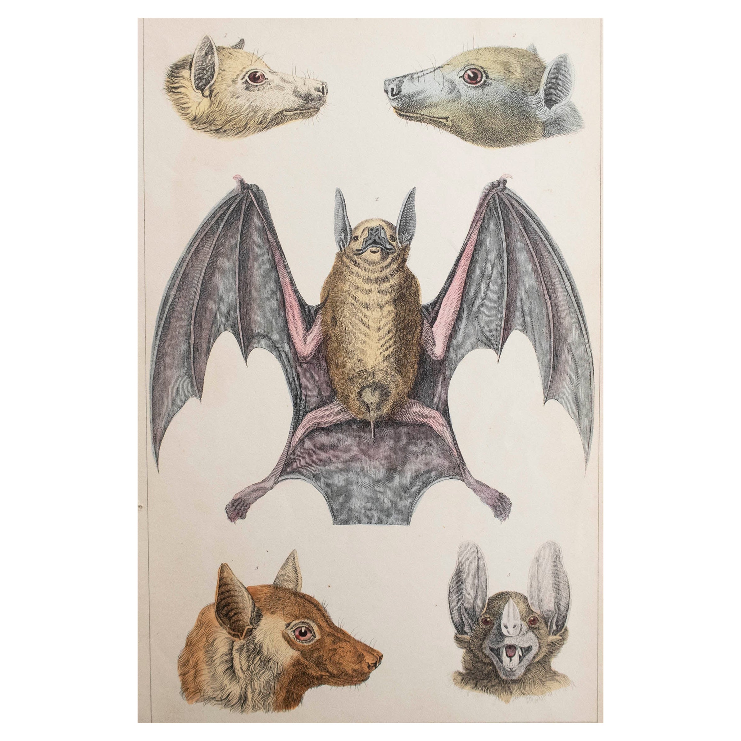 Original Antique Print of a Bat, 1847 'Unframed' For Sale