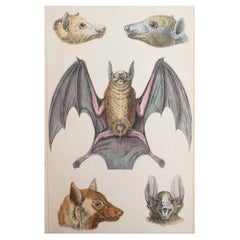 Grabado original antiguo de un murciélago, 1847 'Sin enmarcar