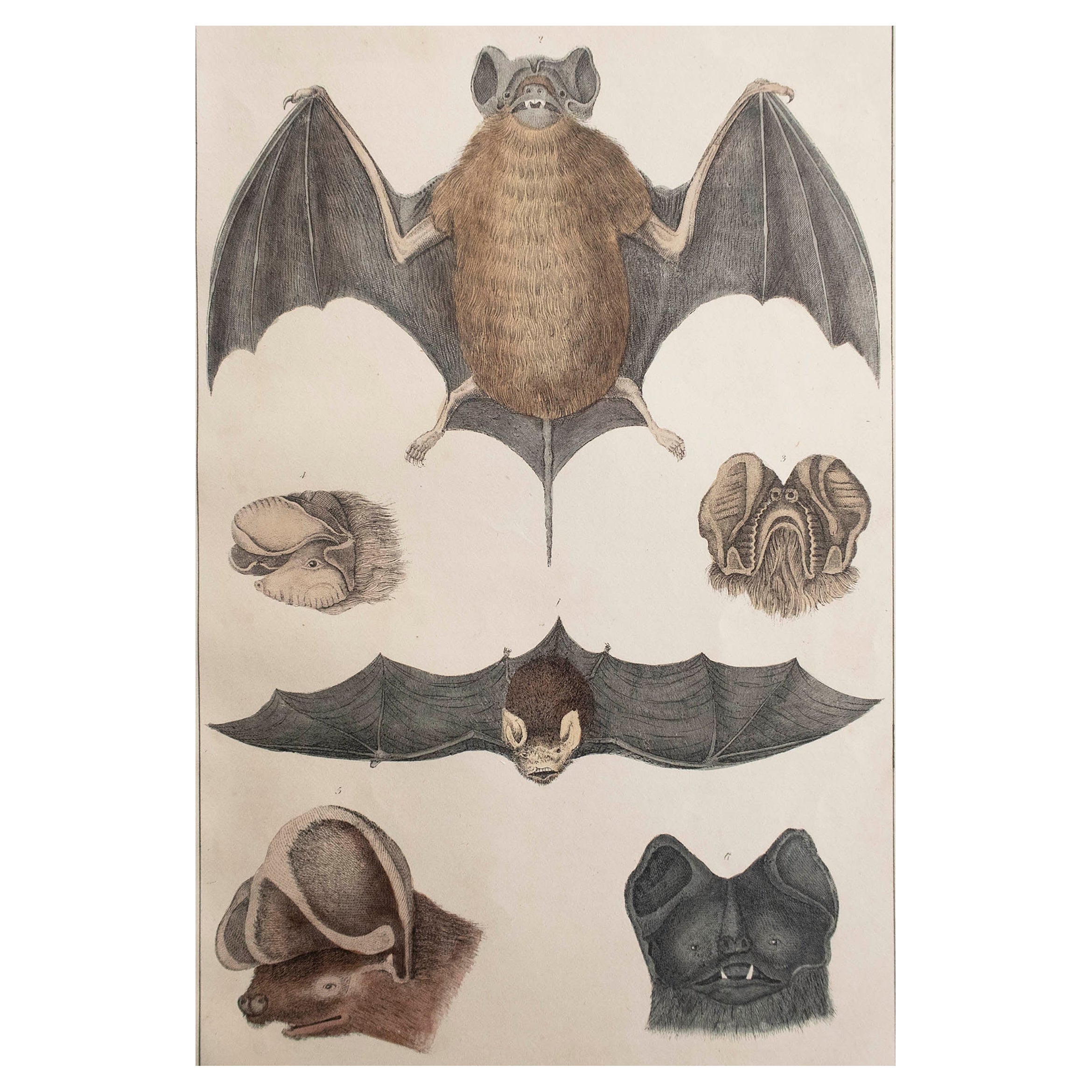 Original Antique Print of A Bat, 1847 'Unframed' For Sale