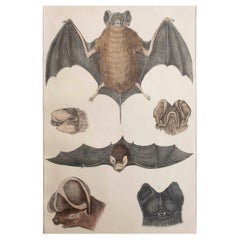 Original Antiker Originaldruck einer Fledermaus, 1847, ungerahmt