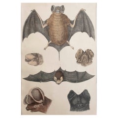 Original Antique Print of A Bat, 1847 'Unframed'