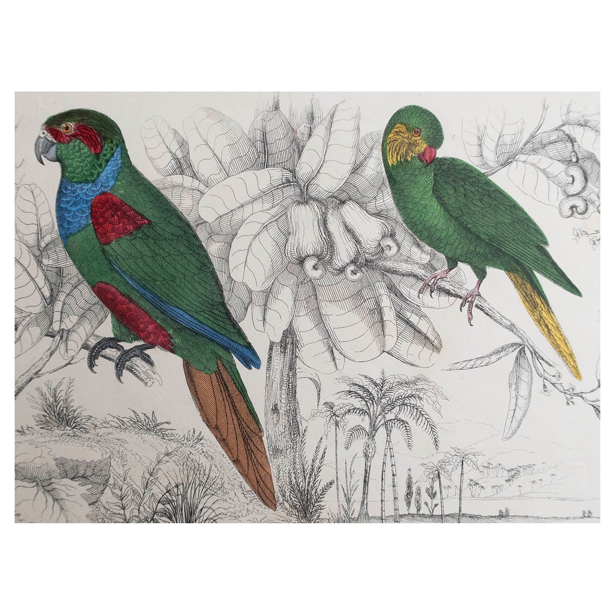 Original Antique Print of Parrots, 1847 'Unframed' For Sale