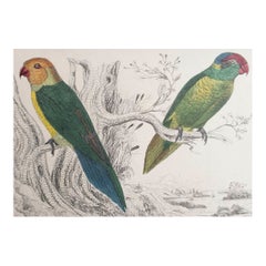 Impression originale et ancienne de perroquets, vers 1850, non encadrée