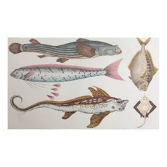 Impression ancienne originale de poissons, 1847, non encadrée