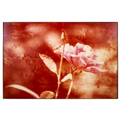Greg Copeland Red Rose Contemporary Chromagraph C-print on Board 1978 Gerahmt