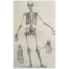 Original Antique Medical Print-Skeleton, circa 1900