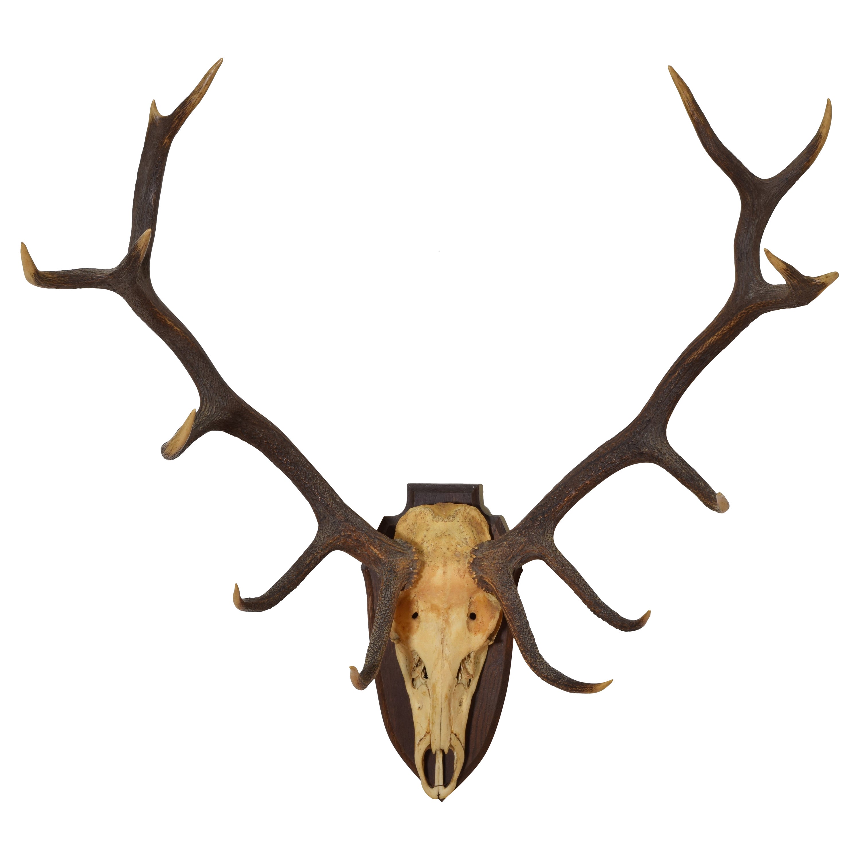 European Elk Horn Mount, 3rd quarter 20th century