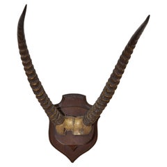 African Waterbuck Antelope Mount, 3rd quarter 20th century