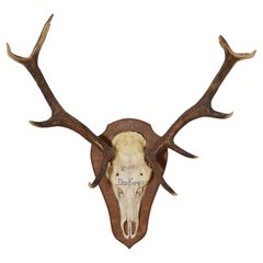 French Deer Antler Mount, Le Grand Pele, ca 1967