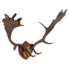 European Fallow Deer Antler Mount, mid 20th century