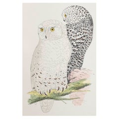 Original Antique Print of a Snowy Owl, circa 1880, 'Unframed'