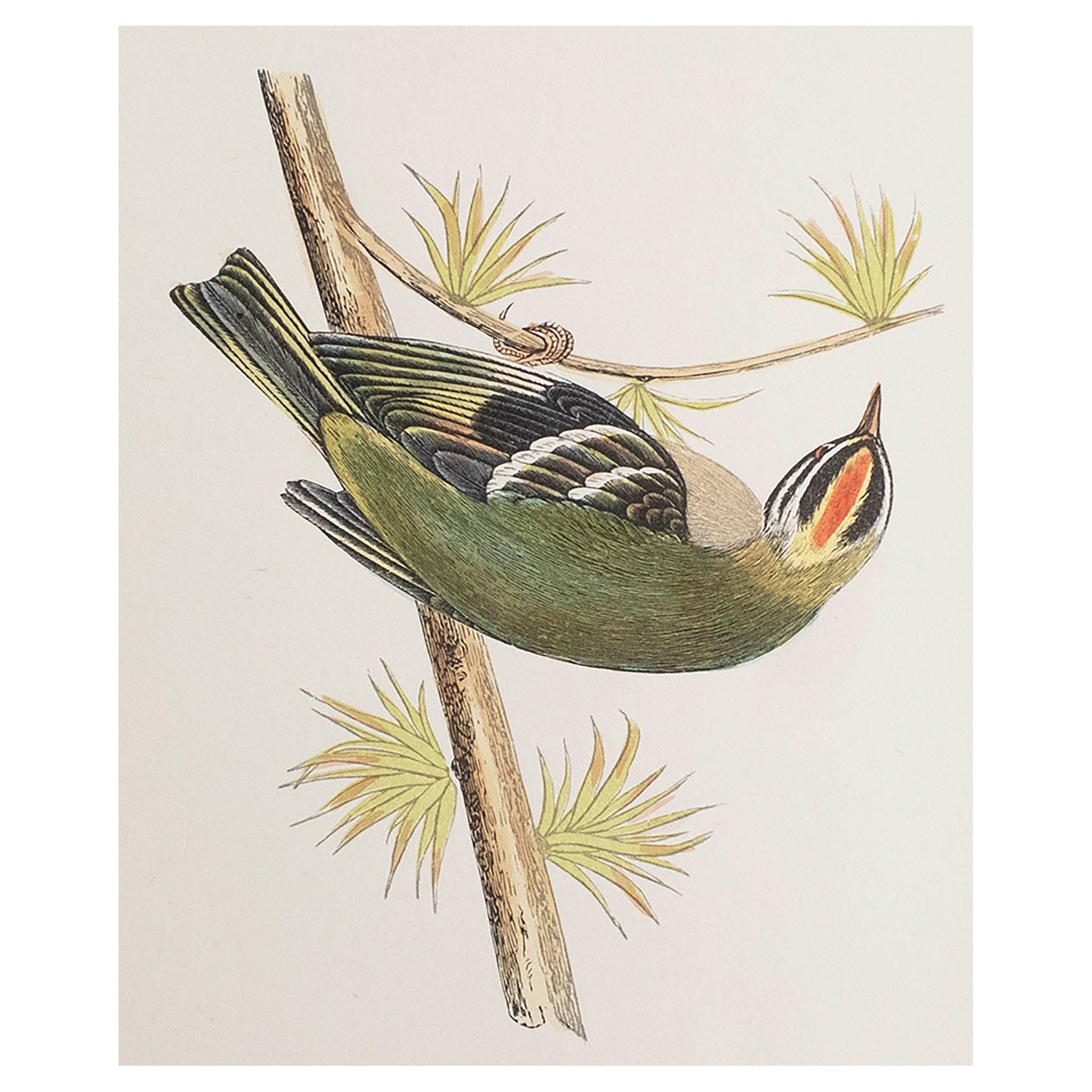 Original Antique Print of a Firecrest, circa 1880, 'Unframed'