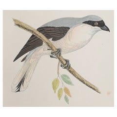 Original Antique Print of a Grey Shrike, circa 1880, 'Unframed'