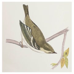 Original Antique Print of a Yellow-Browed Warbler, circa 1880, 'Unframed'