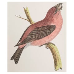 Antiker Originaldruck eines Papageienkreuzschnabels, um 1880, 'ungerahmt'.