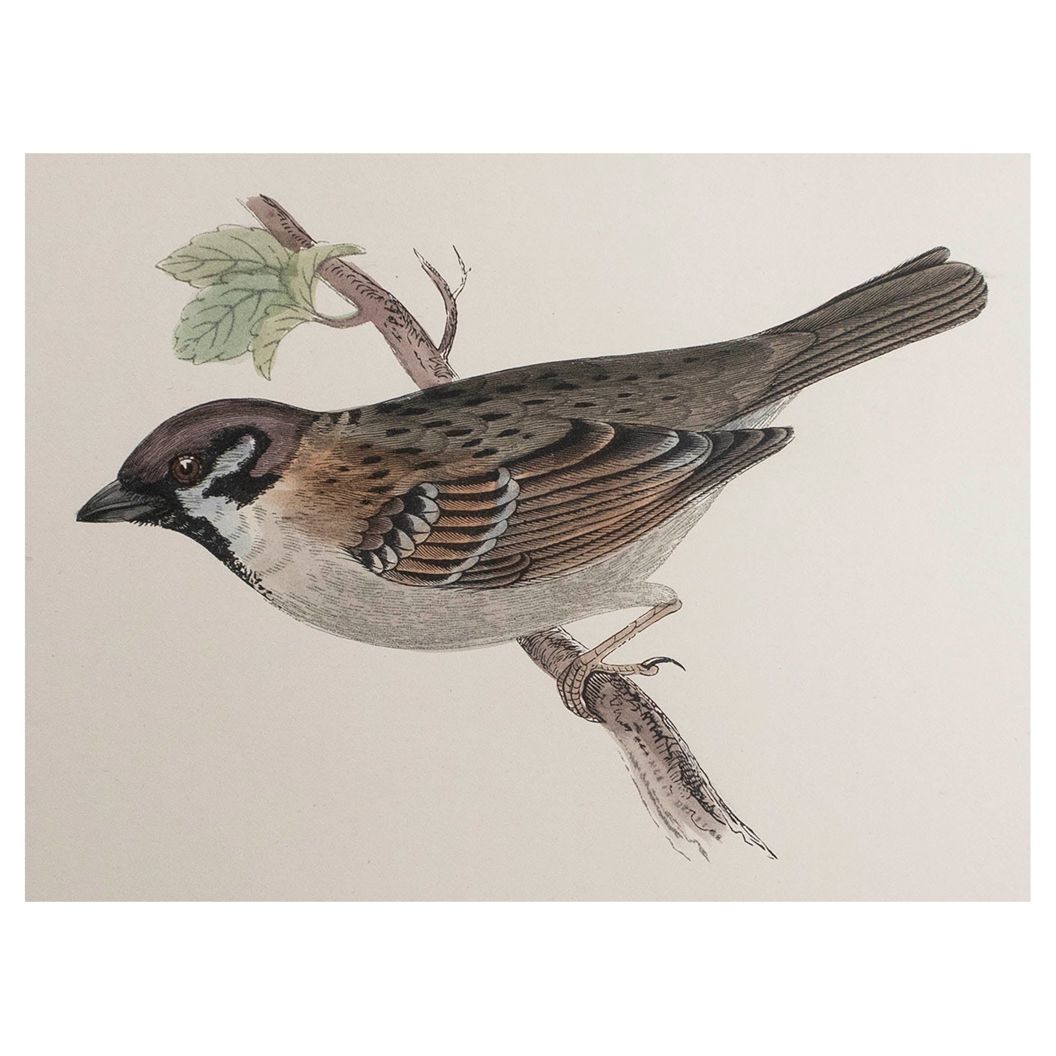 Grabado Antiguo Original de un Gorrión Arbóreo, circa 1880, 'Sin Marco'