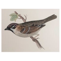 Original Antique Print of a Tree Sparrow, circa 1880, 'Unframed'