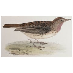 Original Antique Print of a Red-Throated Pipit, circa 1880, 'Unframed'