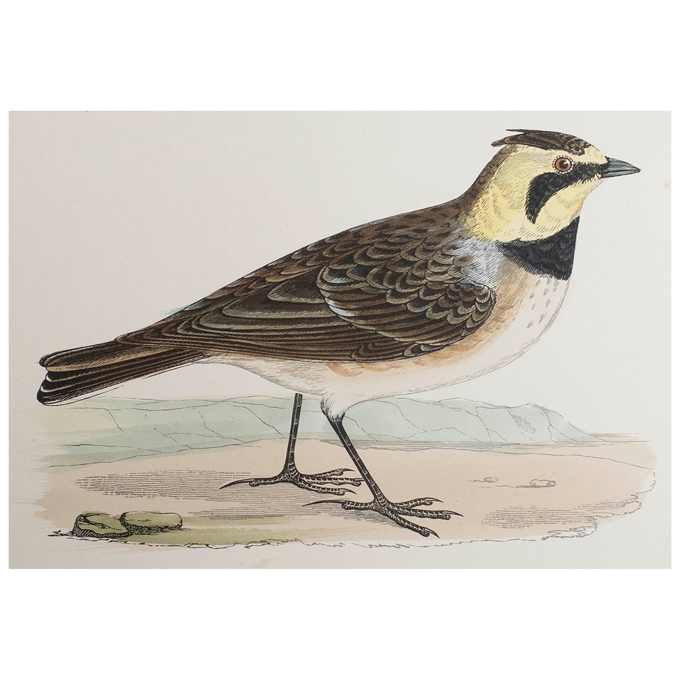 Original Antique Print of a Shore Lark, circa 1880, 'Unframed'