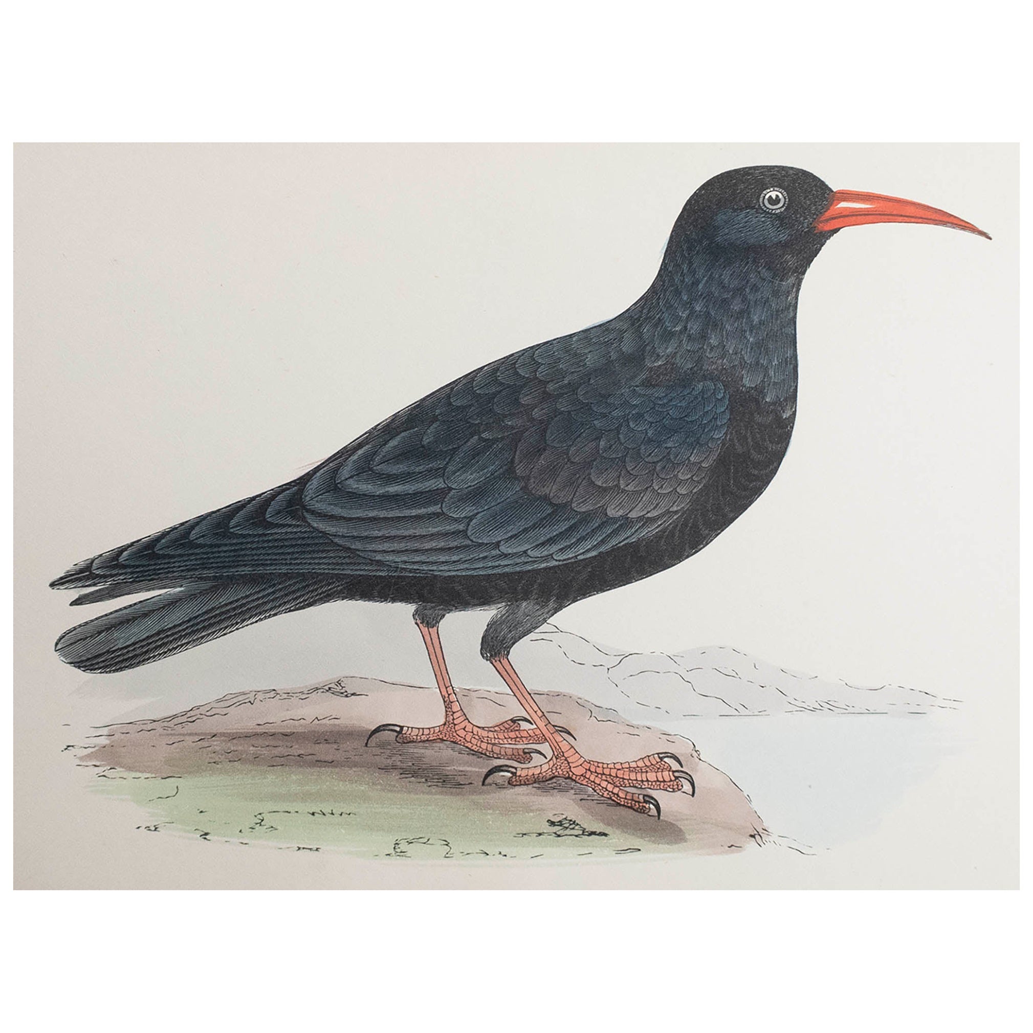 Grabado original antiguo de una chova piquirroja, circa 1880, 'Sin enmarcar'